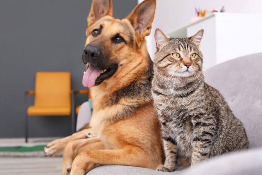 Campanha alerta tutores de pets sobre a síndrome cardiorrenal